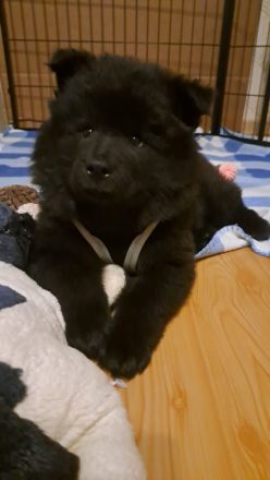 Eurasier Welpen  (Rasse) - mit Papieren EZG