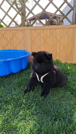 Eurasier Welpen  (Rasse) - mit Papieren EZG