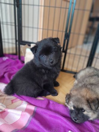 Eurasier Welpen  (Rasse) - mit Papieren EZG