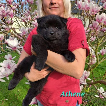 Eurasier Welpen  (Rasse) - mit Papieren EZG