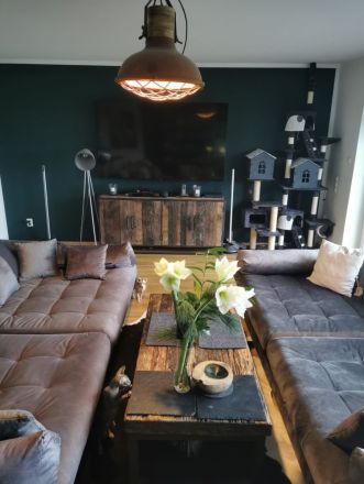 Canadian Sphynx Kitten Verein Zucht Hamburg