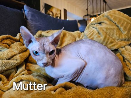 Canadian Sphynx Kitten Verein Zucht Hamburg