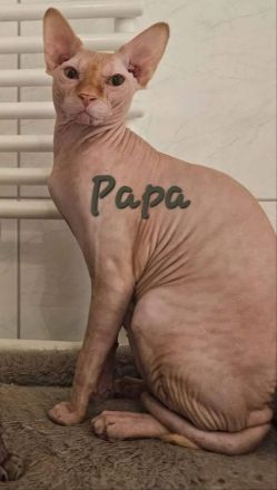 Canadian Sphynx Kitten Verein Zucht Hamburg