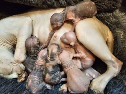 Canadian Sphynx Kitten Verein Zucht Hamburg