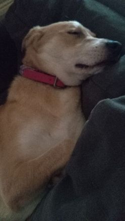 Golden Retriever Mix Hündin