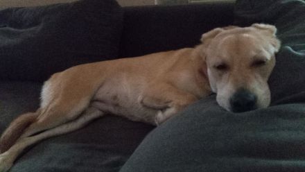 Golden Retriever Mix Hündin