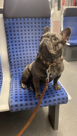 Französische Bulldogge-Deckrüde Richard