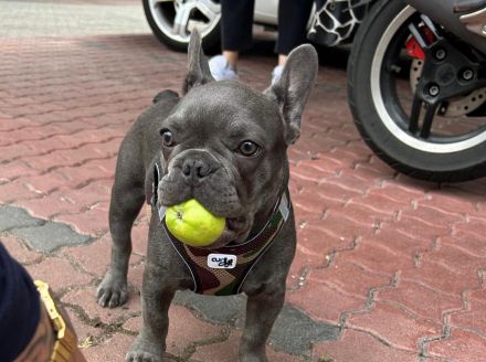 Französische Bulldogge-Deckrüde Richard