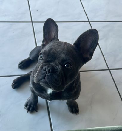 Französische Bulldogge-Deckrüde Richard