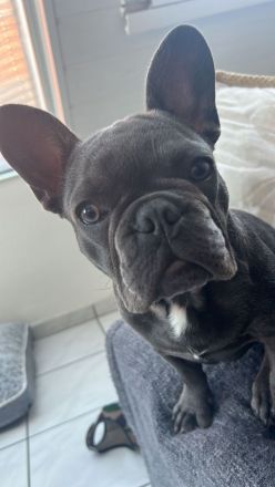 Französische Bulldogge-Deckrüde Richard