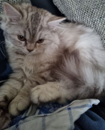 BKH Kitten Langhaar