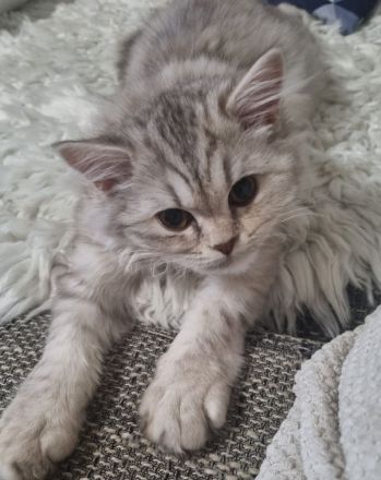 BKH Kitten Langhaar