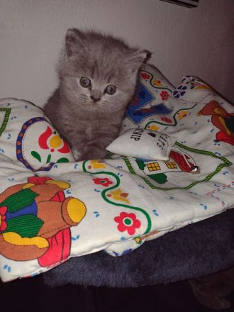 Bkh Reinrassig kitten