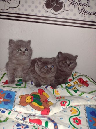 Bkh Reinrassig kitten