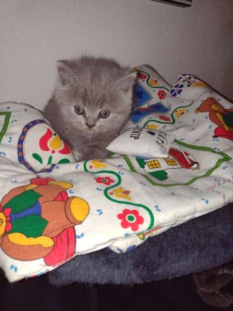 Bkh Reinrassig kitten