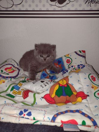Bkh Reinrassig kitten