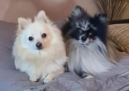 Reinrassige Zwergspitz Welpen