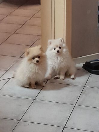 Reinrassige Zwergspitz Welpen