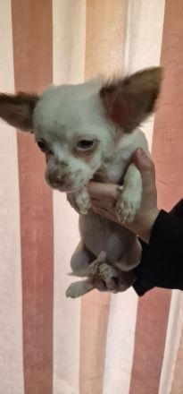 Reinrassige chihuahua welpen