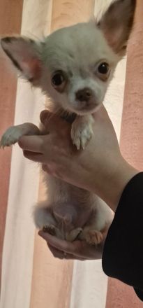 Reinrassige chihuahua welpen