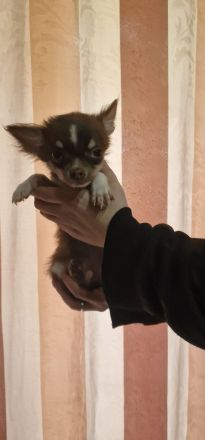 Reinrassige chihuahua welpen