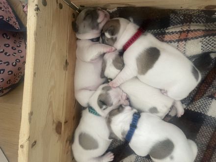 Französische Bulldoggen Welpen ab Ende März 2024!