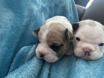 Französische Bulldoggen Welpen ab Ende März 2024!