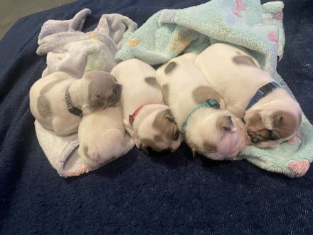 Französische Bulldoggen Welpen ab Ende März 2024!