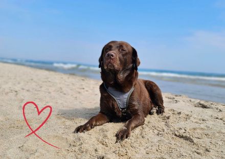 Reinrassige Labradorwelpen in braun, blond und schwarz