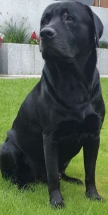 Reinrassige Labradorwelpen in braun, blond und schwarz