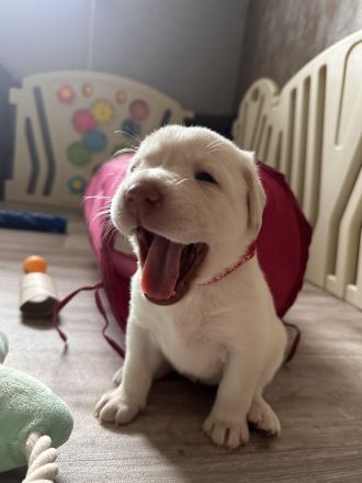Reinrassige Labradorwelpen in braun, blond und schwarz