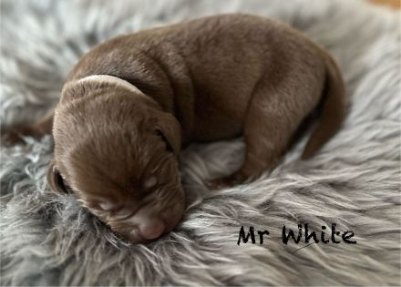 Reinrassige Labradorwelpen in braun, blond und schwarz