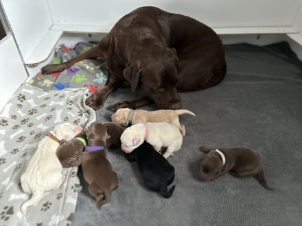 Reinrassige Labradorwelpen in braun, blond und schwarz