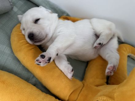 Reinrassige Labradorwelpen in braun, blond und schwarz