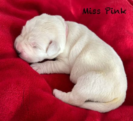 Reinrassige Labradorwelpen in braun, blond und schwarz