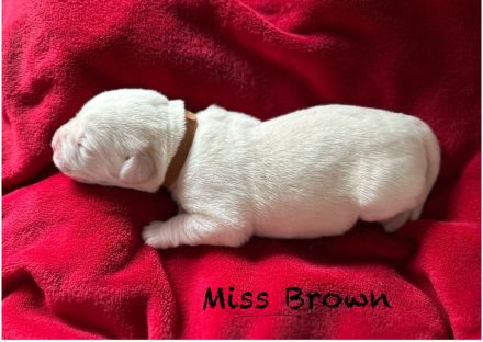 Reinrassige Labradorwelpen in braun, blond und schwarz