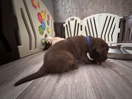 Reinrassige Labradorwelpen in braun, blond und schwarz