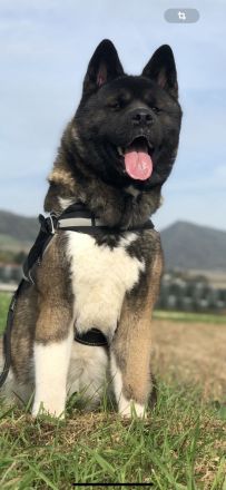 Wurfankündigung American Akita Welpen