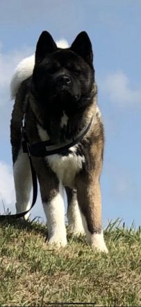 Wurfankündigung American Akita Welpen
