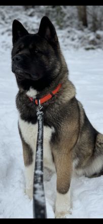 Wurfankündigung American Akita Welpen