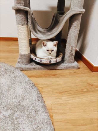 BKH Britisch Kurzhaar Kitten Point mit blauen Augen