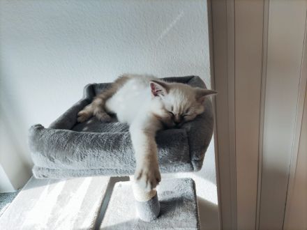 BKH Britisch Kurzhaar Kitten Point mit blauen Augen