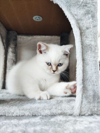 BKH Britisch Kurzhaar Kitten Point mit blauen Augen