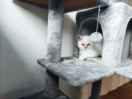 BKH Britisch Kurzhaar Kitten Point mit blauen Augen