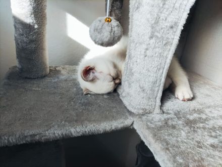 BKH Britisch Kurzhaar Kitten Point mit blauen Augen