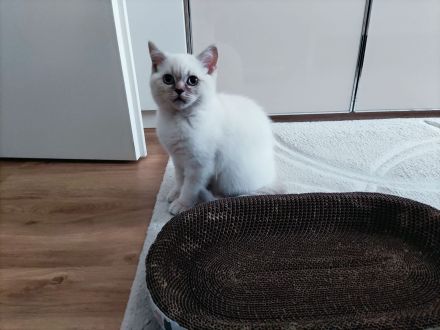 BKH Britisch Kurzhaar Kitten Point mit blauen Augen