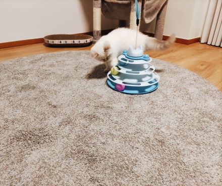 BKH Britisch Kurzhaar Kitten Point mit blauen Augen