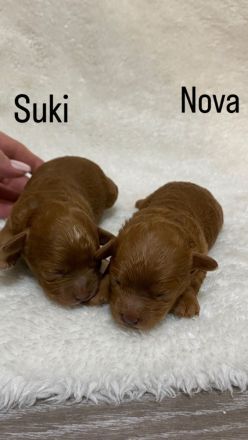 Toypudel Mix Welpen, Peekapoo Welpen, Maltipoo