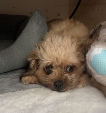 Toypudel Mix Welpen, Peekapoo Welpen, Maltipoo