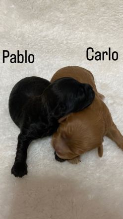 Toypudel Mix Welpen, Peekapoo Welpen, Maltipoo